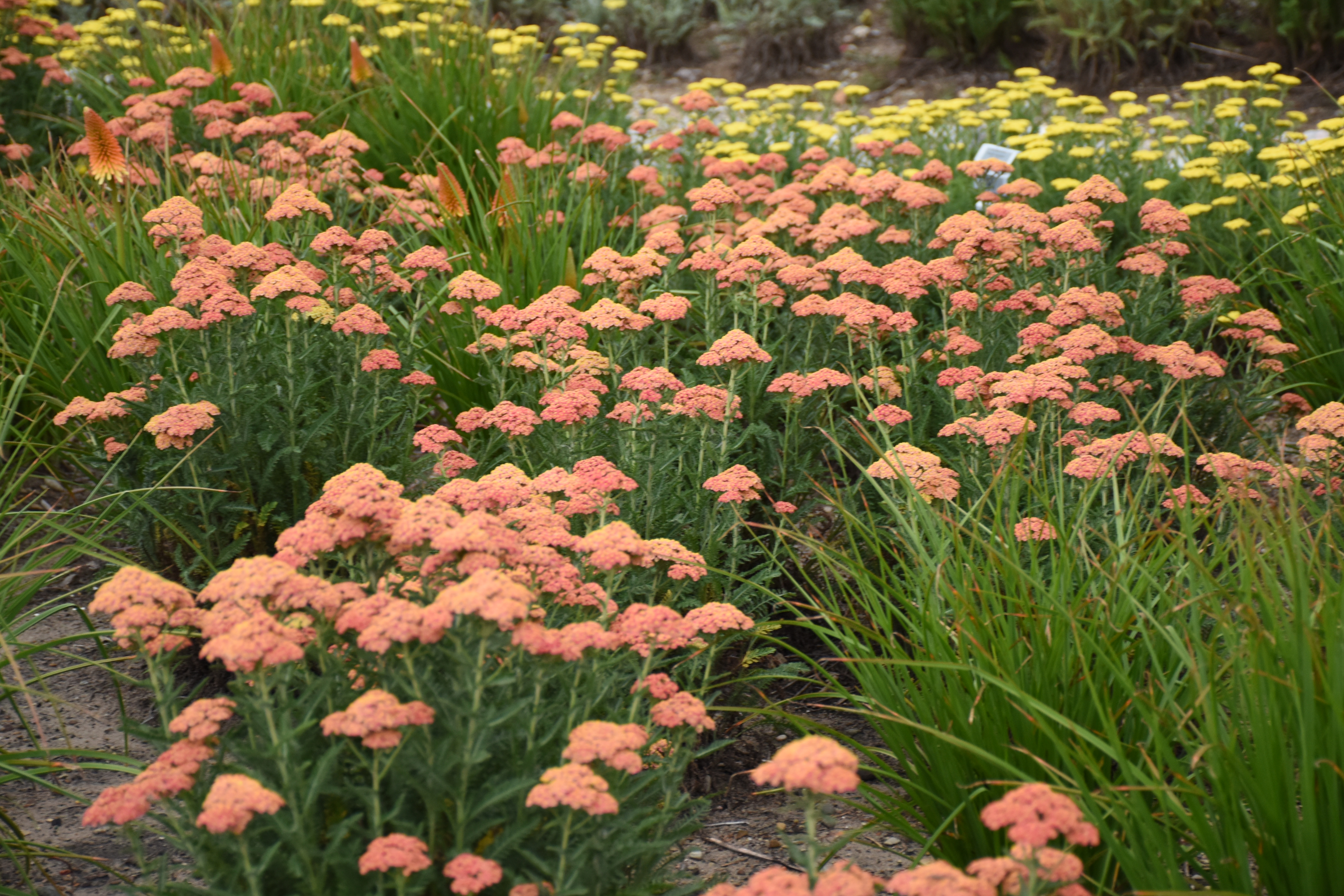 Achillea